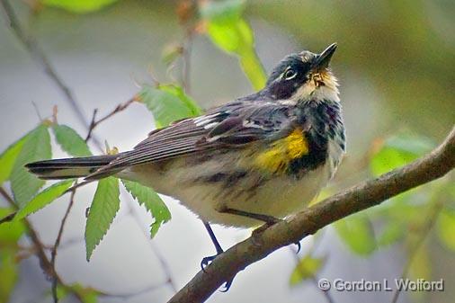 Yellow-rumped Warbler_47283.jpg - Photographed near Grenada, Mississippi, USA.